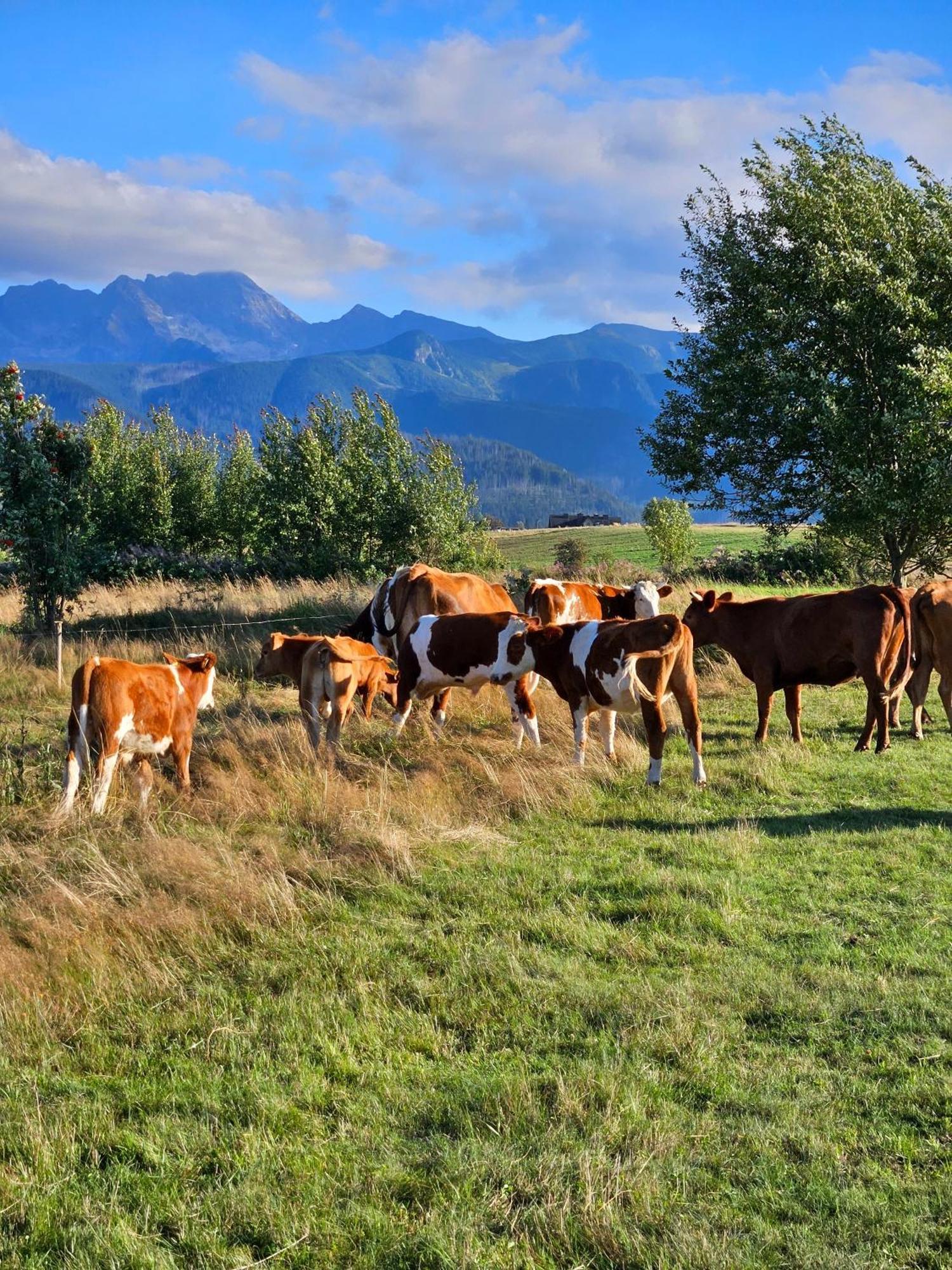 Goralska Chatka 3 Highland Cottage - Jacuzzi, Sauna, Split Ac, Private Parking, Mountains View Zakopane Exterior foto